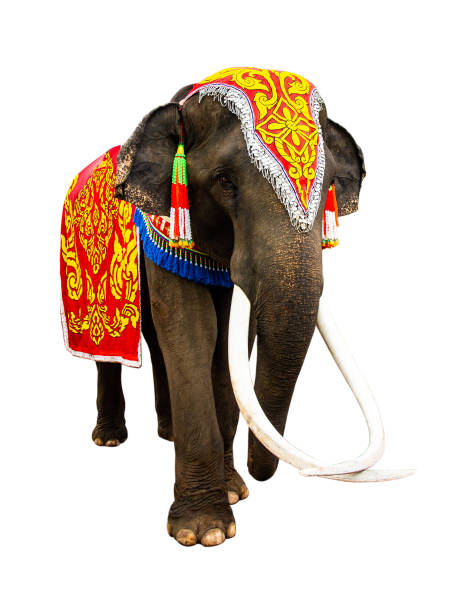 istock Elephant has beautiful and large isolated on white background 1025736396