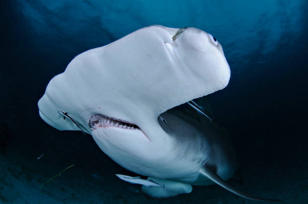 istock Hammerhead Shark Close up Photo in Bahamas 1025736764