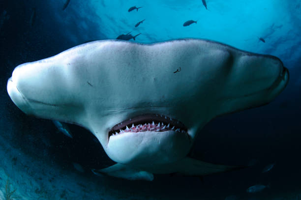 istock Hammerhead Shark Close up Photo in Bahamas 1025736768