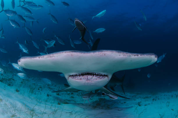 istock Hammerhead Shark Close up Photo in Bahamas 1025736780
