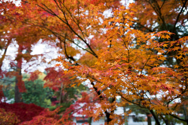 istock Maple Leaves in Kyoto. 1025739752