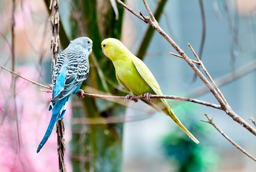 Two parrots on the branch.