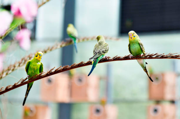 Four parrots on the branch.