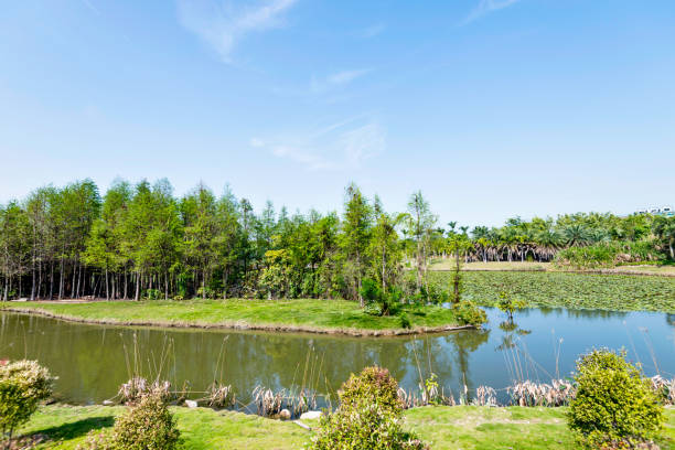 istock Landscape of trees and pond 1025747958