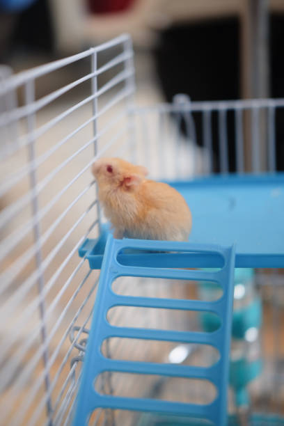 istock Funny cute orange Syrian hamster in cage 1025749558