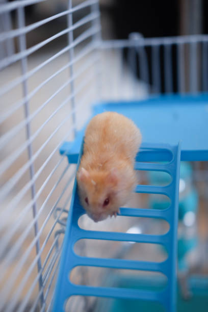 istock Small domestic hamster playing in cage 1025749596
