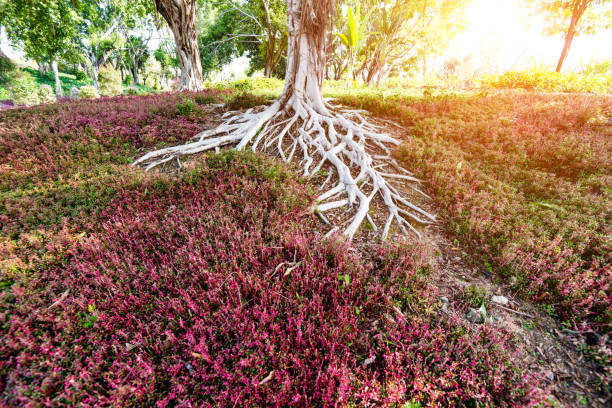 primo passo delle radici degli alberi - radice intrecciata foto e immagini stock