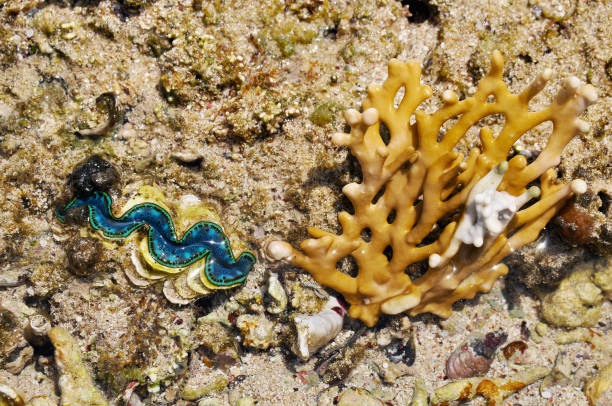 istock Beautiful live shell on the bottom of the red sea . Egypt 1025754834