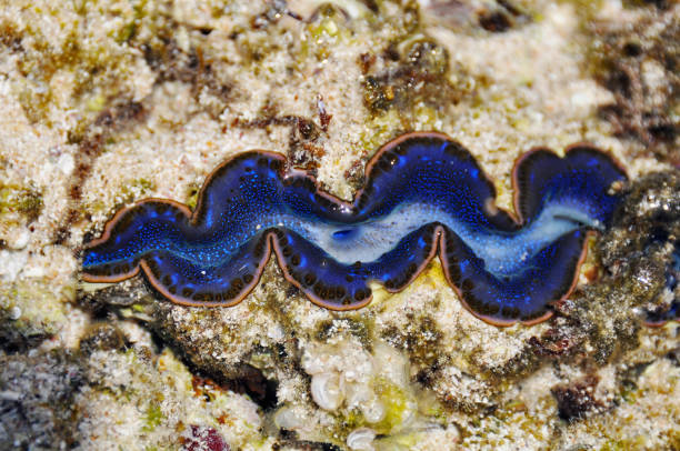 istock Beautiful live shell on the bottom of the red sea . Egypt 1025754848