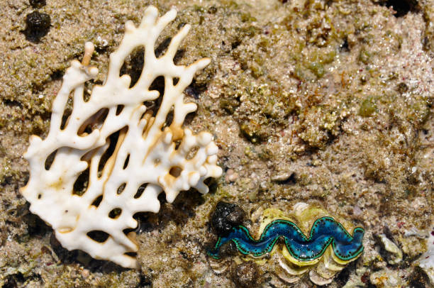 istock Beautiful live shell on the bottom of the red sea . Egypt 1025754884