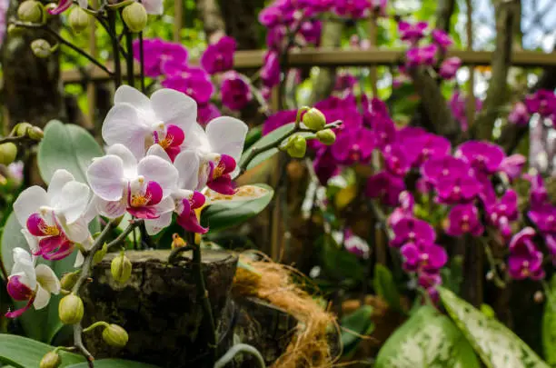 Photo of Orchid Garden in Singapore Botanical Gardens