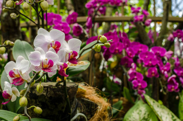 сад орхидей в ботаническом саду сингапура - tropical climate waterfall formal garden ornamental garden стоковые фото и изображения