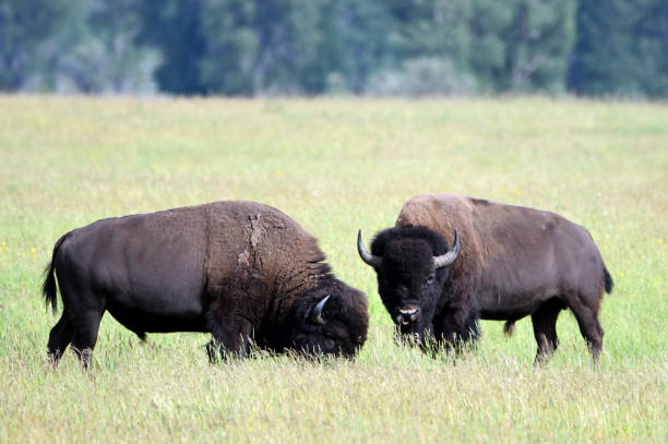 istock Bison in the Grand Tetons 1025757912