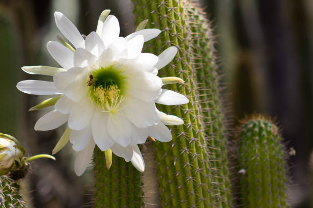 istock Spectacular giant white bloom on an Echinopsis Schickendantzii cactus with a bee getting nectar from the center of the bloom 1025765076