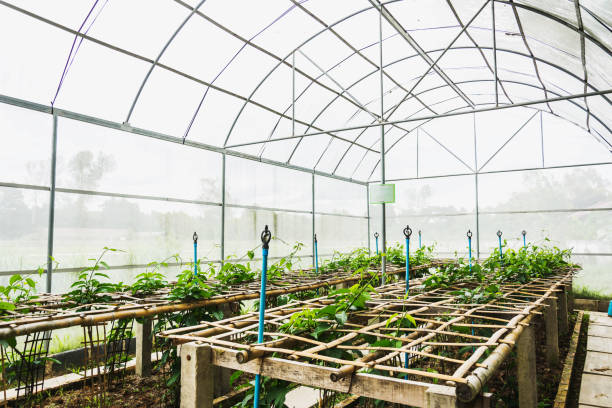 istock Paco Fern farm in control field 1025767810