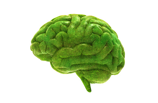 3D human brain illustration covering with green plant isolated on white background