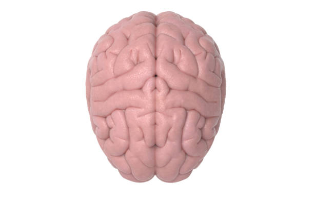 istock Pink human brain model illustration on white BG 1025767994