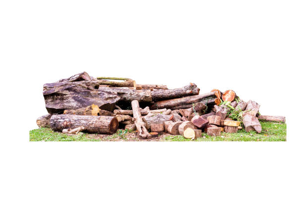 istock wooden logs,cut down trees isolated with clipping path 1025774002