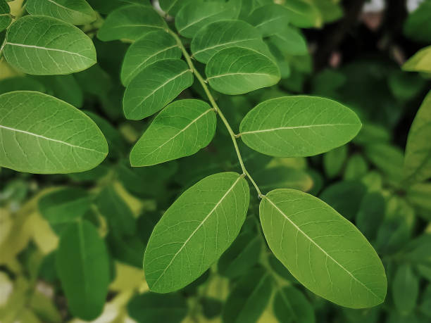 istock High Angle View of Fresh Green Small Leaves 1025776562