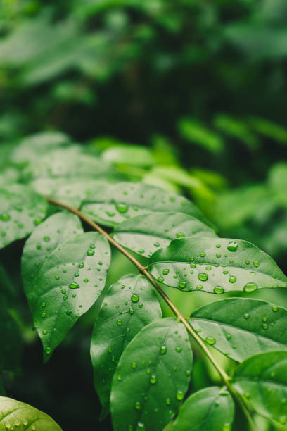 istock Drops of water on green Wrightia Religiosa leaves 1025779024