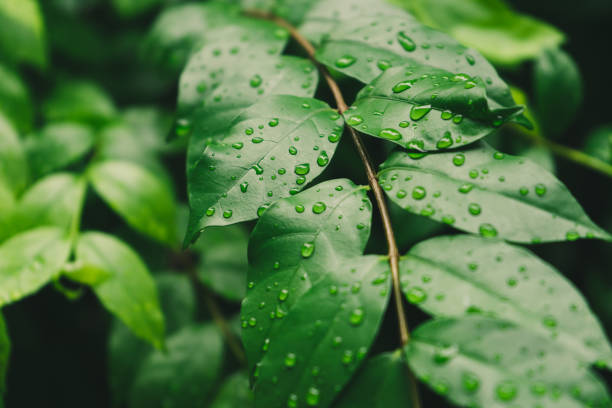 istock Drops of water on green wrightia religiosa leaves 1025779890
