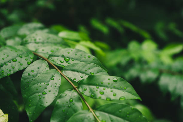 istock Drops of water on green wrightia religiosa leaves 1025781124