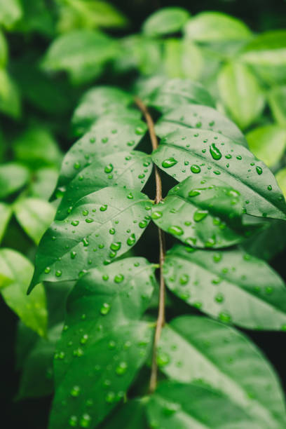 istock Drops of water on green wrightia religiosa leaves 1025782156