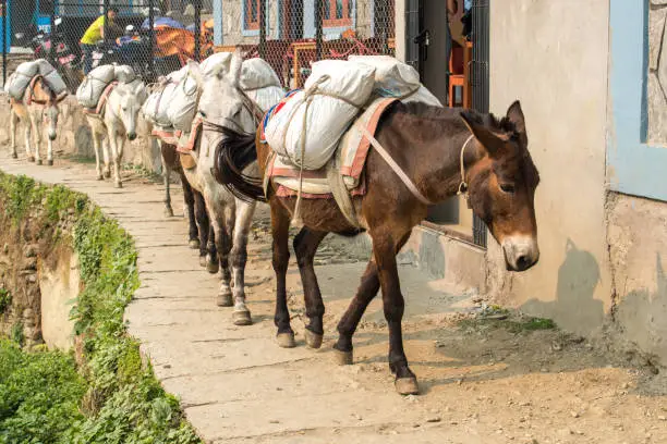 Photo of Donkey caravan in Nepal.