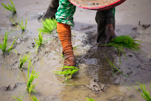 istock Farmer planted rice seedlings in the farm 1025784216