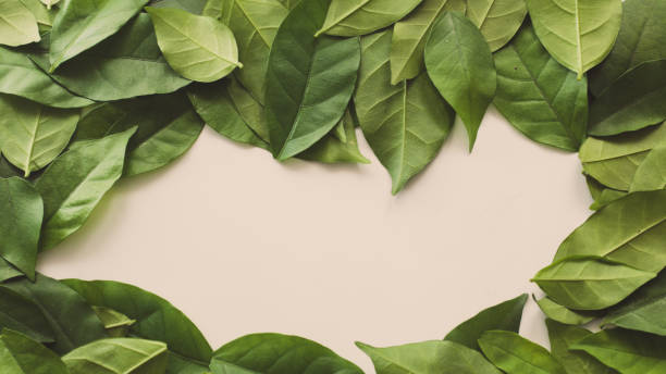 istock leaves copyspace on white background style vintage 1025787578