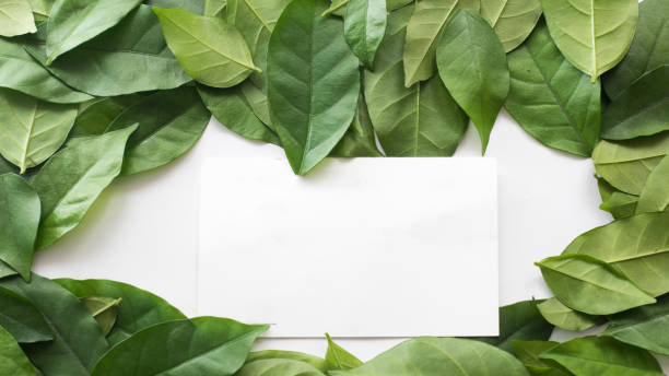istock leaves copyspace with businesscard on white background 1025787586