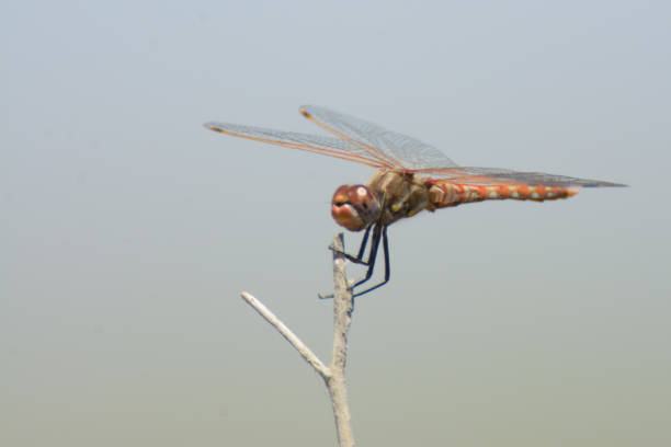 istock Closeup of colorful dragonfly 1025789914