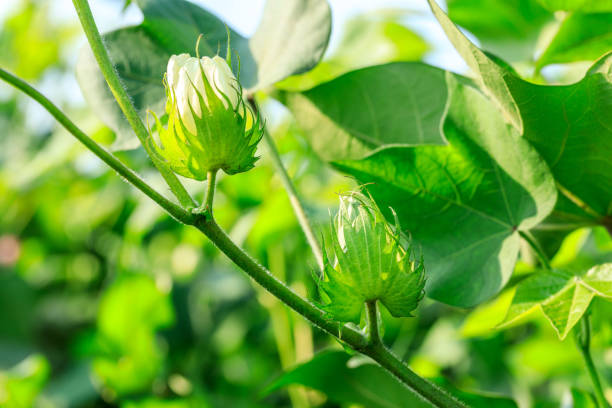 지점에 신선한 목화 꽃 - agriculture bud crop growth 뉴스 사진 이미지