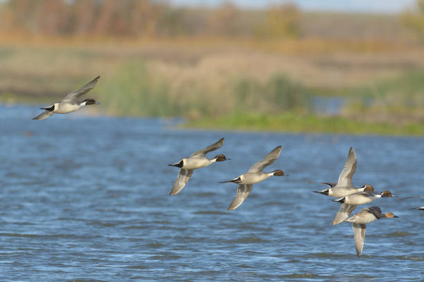istock Flying pintail ducks above blue water 1025795268