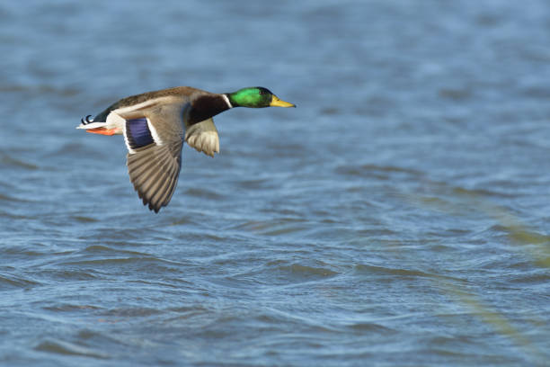 istock Duck flying above lake 1025795306