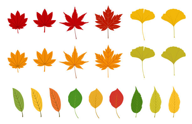 herbstblätter gesetzt - gingko stock-grafiken, -clipart, -cartoons und -symbole