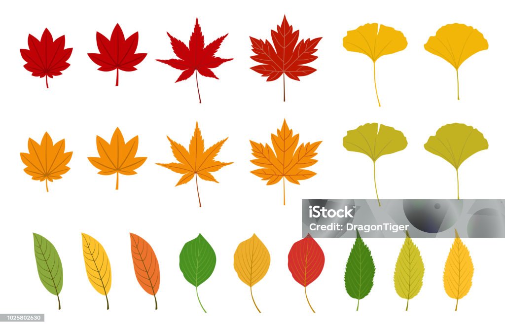 Autumn leaves set Autumn Leaf Color stock vector