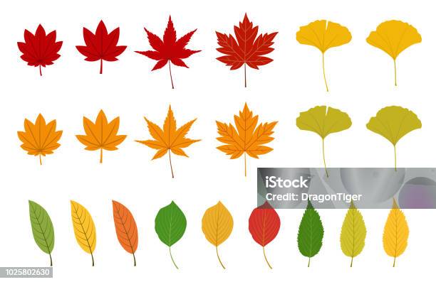 Autumn Leaves Set Stock Illustration - Download Image Now - Autumn Leaf Color, Leaf, Autumn