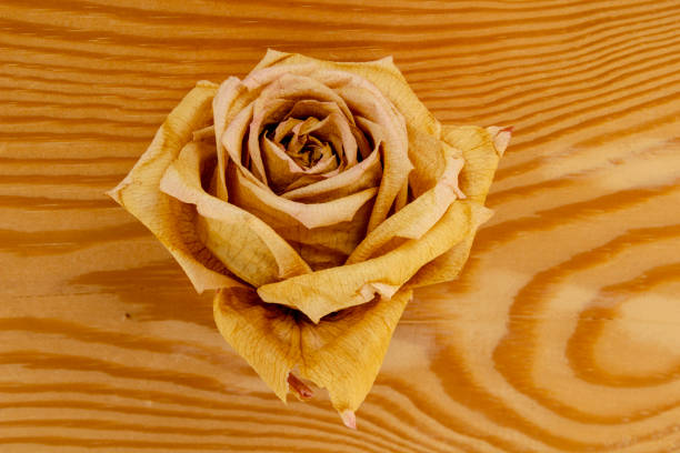 Dried rose bud on a wooden background without a stem
