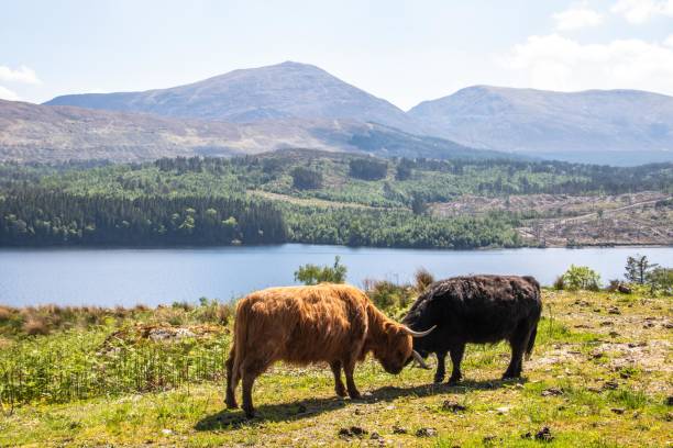 istock Highland cattle in Scotland 1025807286
