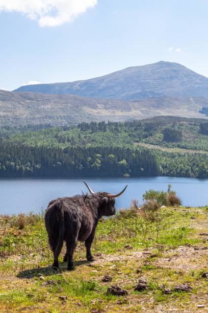 istock Highland cattle in Scotland 1025807306