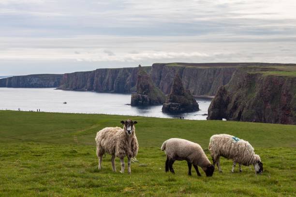 istock Sheep in front of the Duncansby Stacks 1025811696