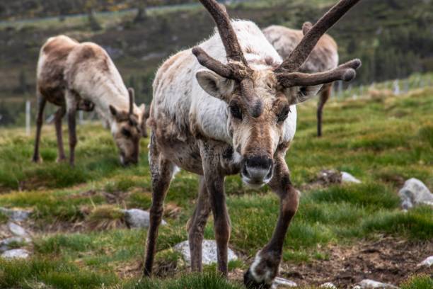 istock Reindeer in Scotland 1025811816
