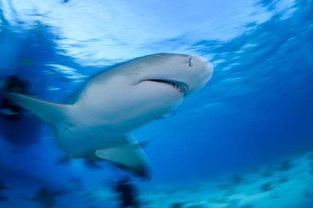 istock Lemon Shark Swimming underwater in Atlantic Ocean Bahamas 1025812334