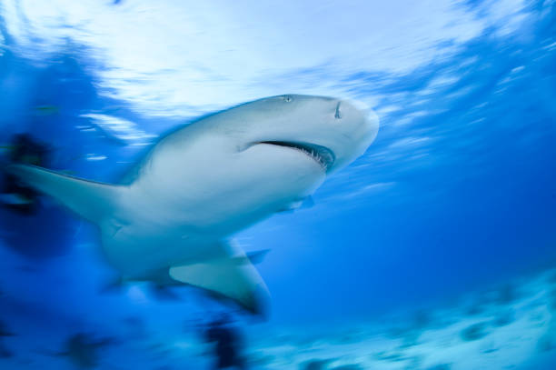 istock Lemon Shark Swimming underwater in Atlantic Ocean Bahamas 1025812336