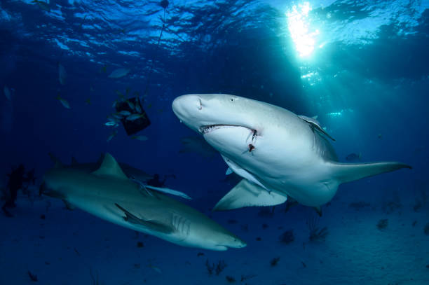 istock Lemon Shark Swimming underwater in Atlantic Ocean Bahamas 1025812338