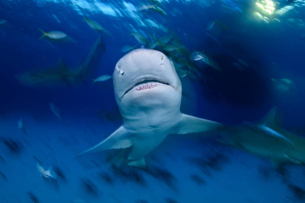 istock Lemon Shark Swimming underwater in Atlantic Ocean Bahamas 1025812360