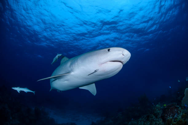 istock Tiger Shark Swimming underwater at Tiger Beach, Bahamas 1025812364