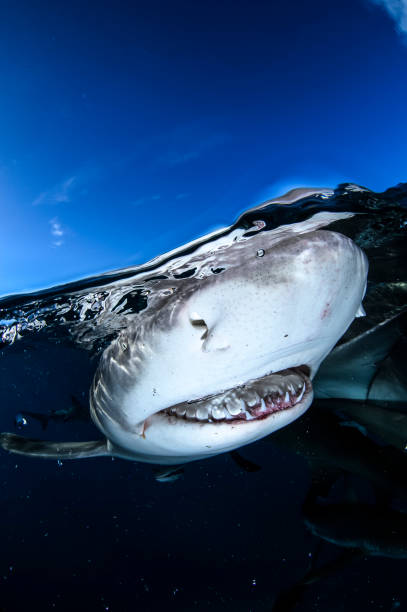 istock Lemon Shark Swimming underwater in Atlantic Ocean Bahamas 1025814434
