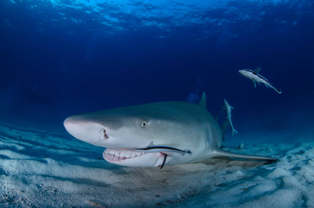 istock Lemon Shark Swimming underwater in Atlantic Ocean Bahamas 1025814460